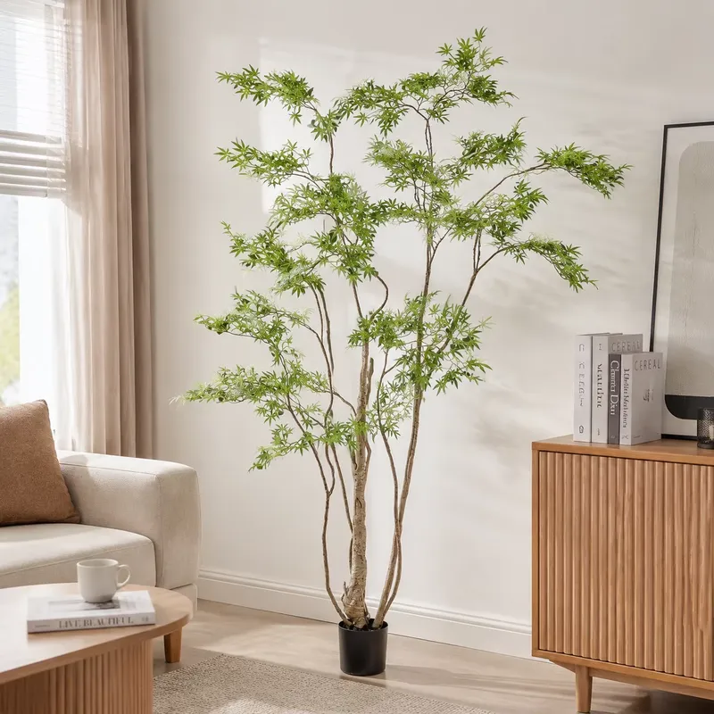 Albero di Acero Giapponese Art - Dracaena Marginata recensione e prezzo