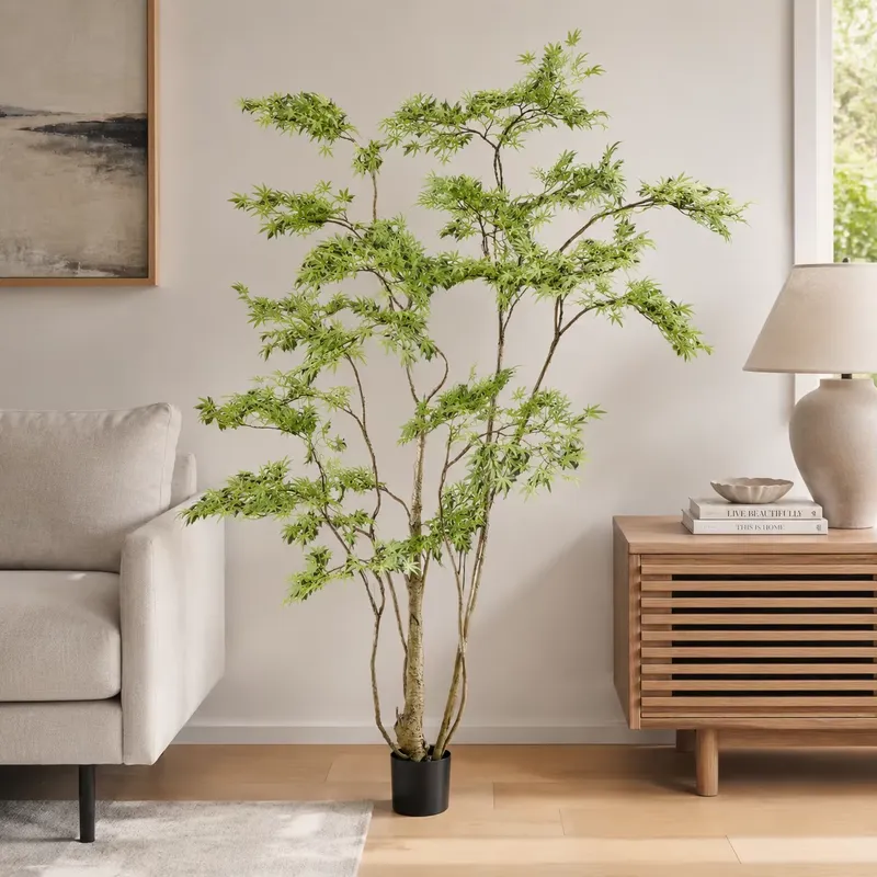 Albero di Acero Giapponese Art - Dracaena Marginata recensione e prezzo