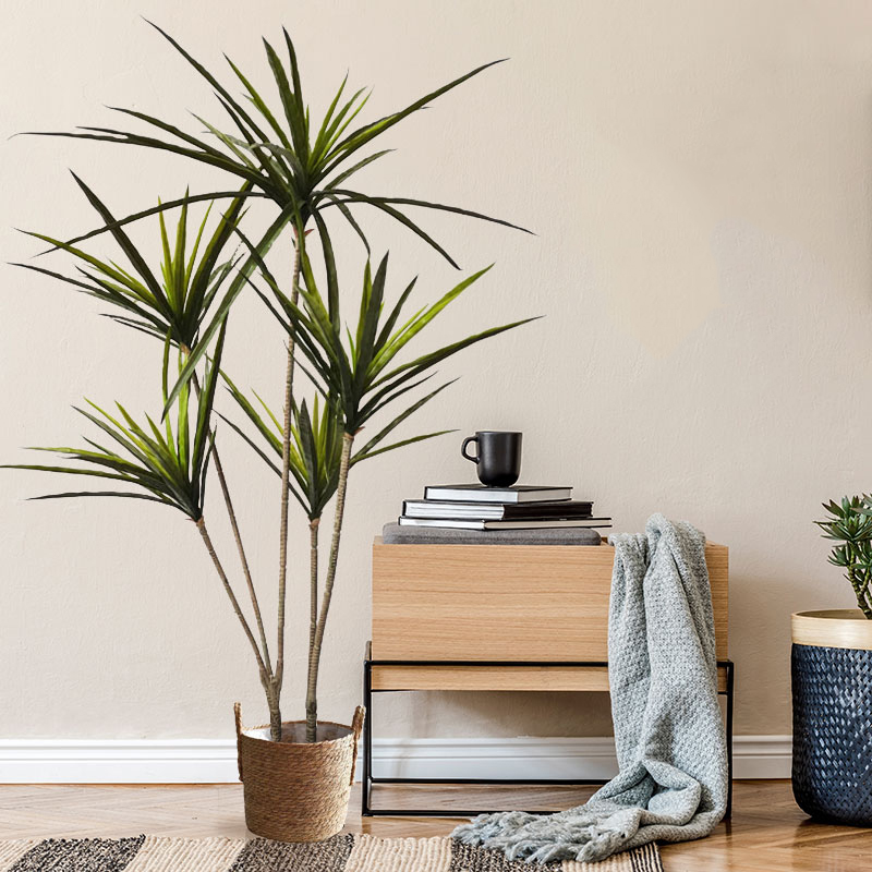 90-120 cm Grandi Piante Dracae - Dracaena Marginata recensione e prezzo