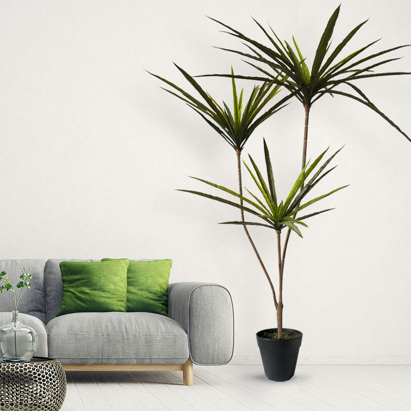 90-120 cm Grandi Piante Dracae - Dracaena Marginata recensione e prezzo