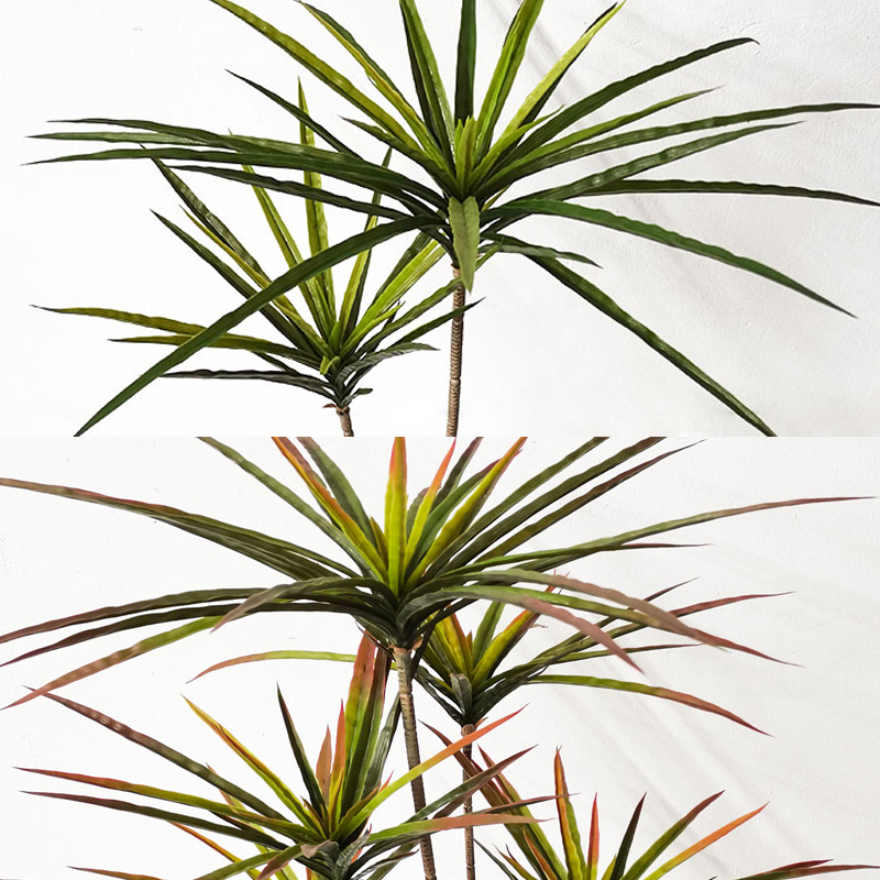 90-120 cm Grandi Piante Dracae - Dracaena Marginata recensione e prezzo