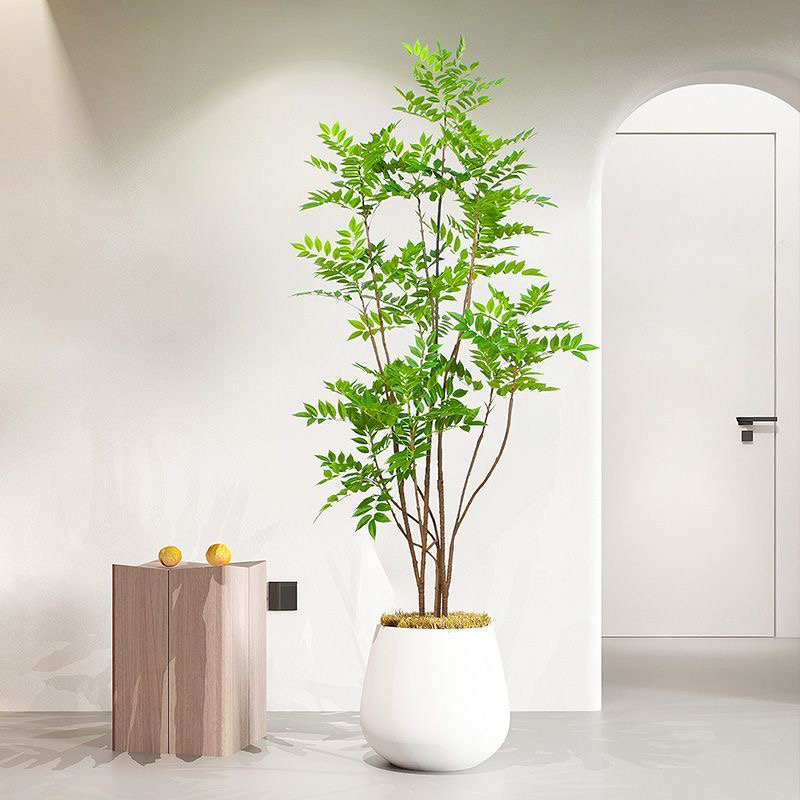 27-59 pollici grandi piante fi - Dracaena Marginata recensione e prezzo