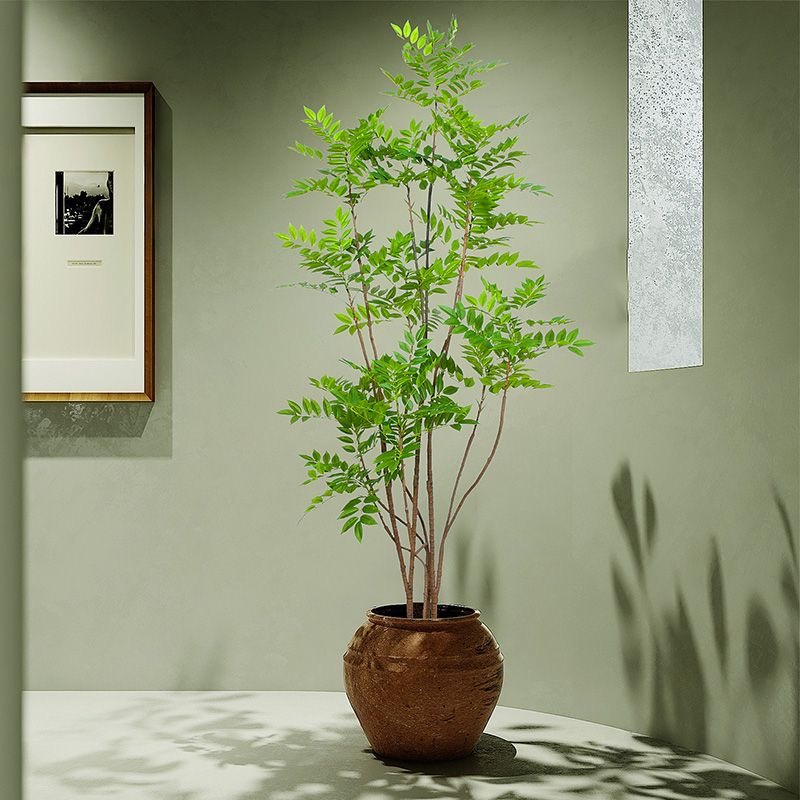 27-59 pollici grandi piante fi - Dracaena Marginata recensione e prezzo