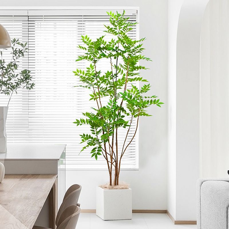 27-59 pollici grandi piante fi - Dracaena Marginata recensione e prezzo