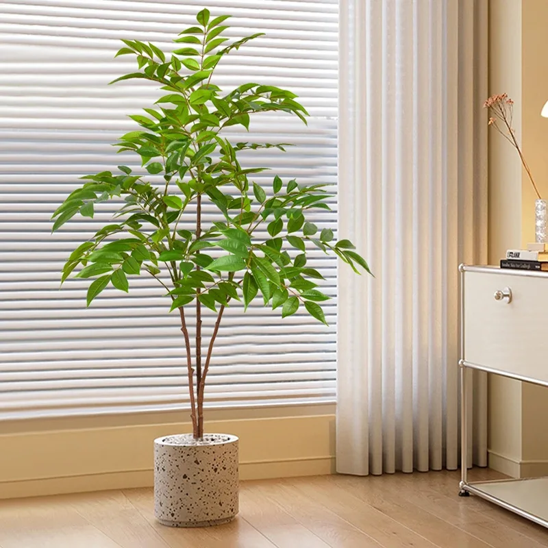 27-59 pollici grandi piante fi - Dracaena Marginata recensione e prezzo