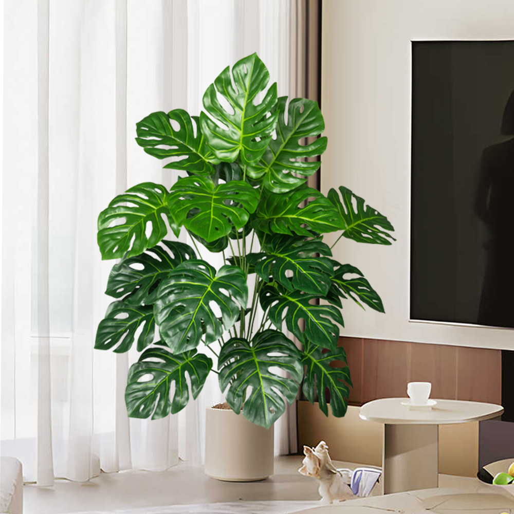 70-100 cm Albero Monstera arti - Monstera Adansonii recensione e prezzo