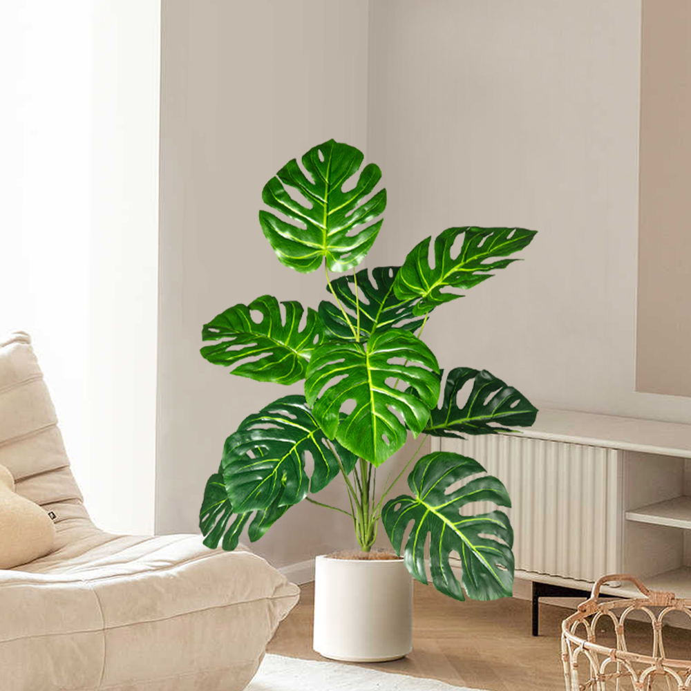 70-100 cm Albero Monstera arti - Monstera Adansonii recensione e prezzo
